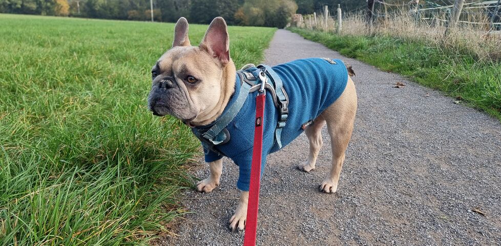 A French Bulldog on a footpath.