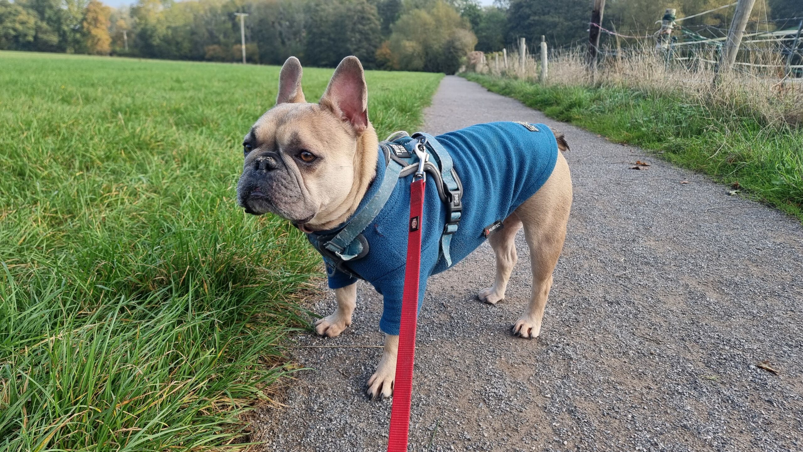 Full image of A French Bulldog on a footpath.