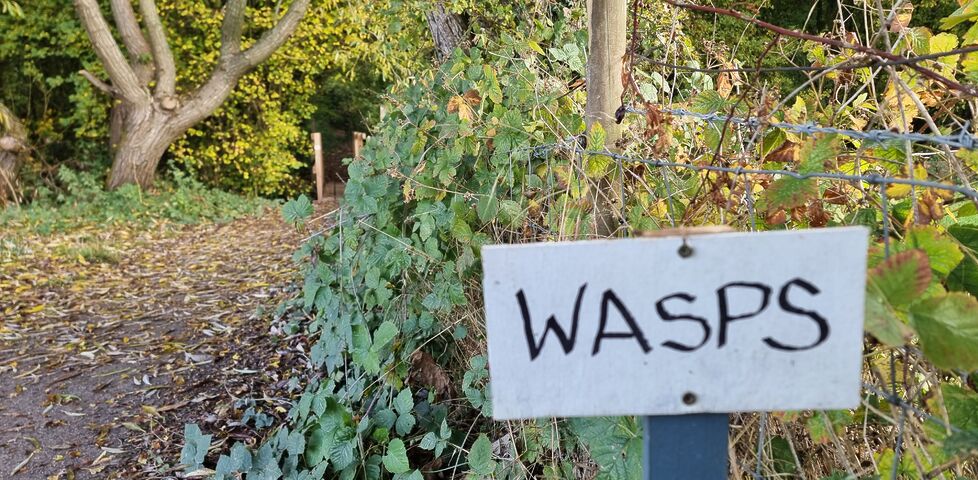 Sign warning of wasps.