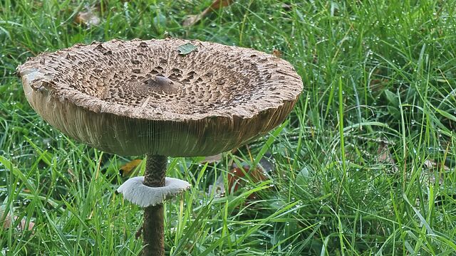 A very large mushroom.