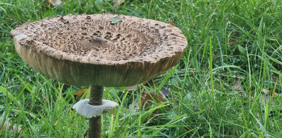 A very large mushroom.