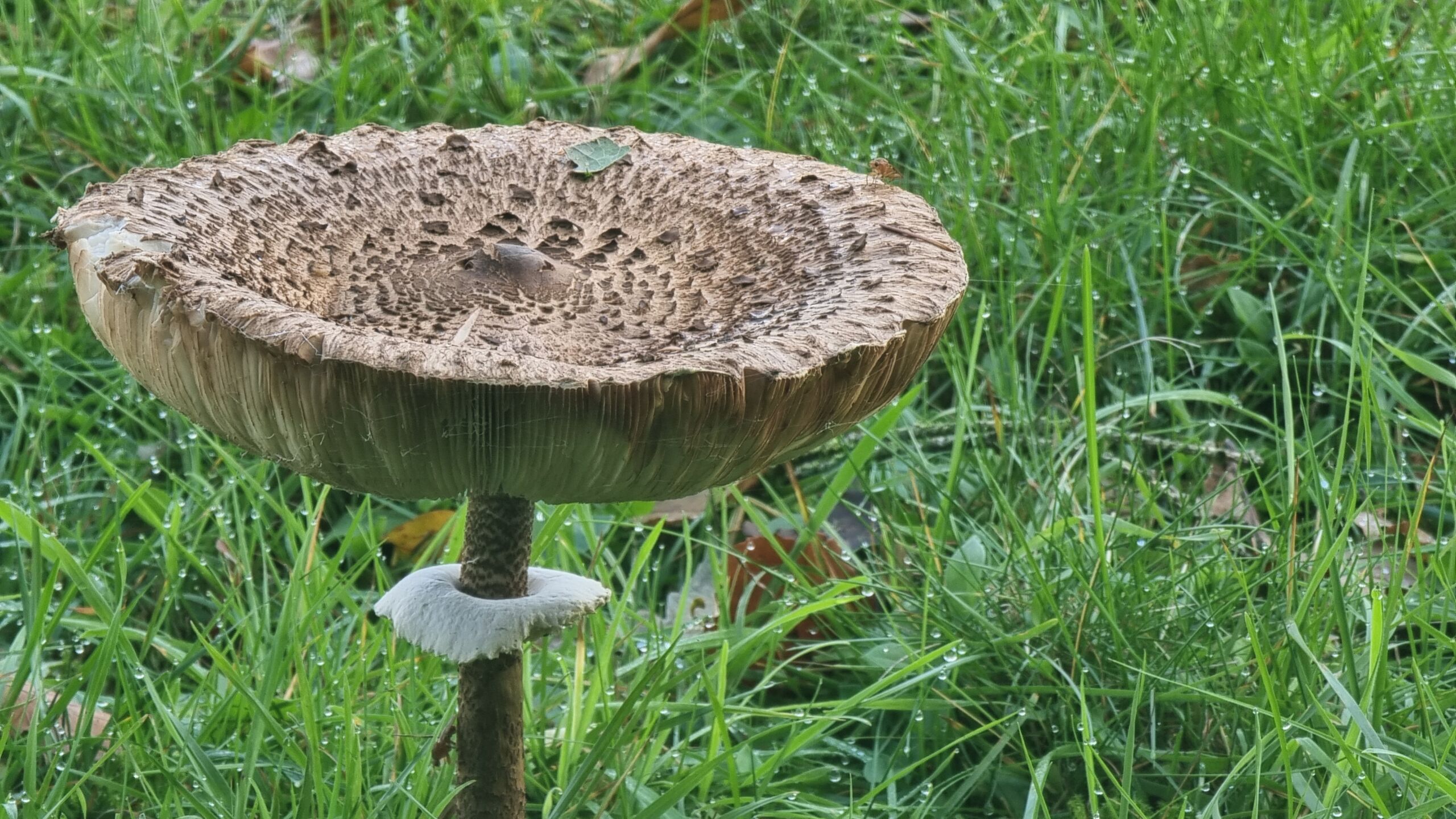 Full image of A very large mushroom.