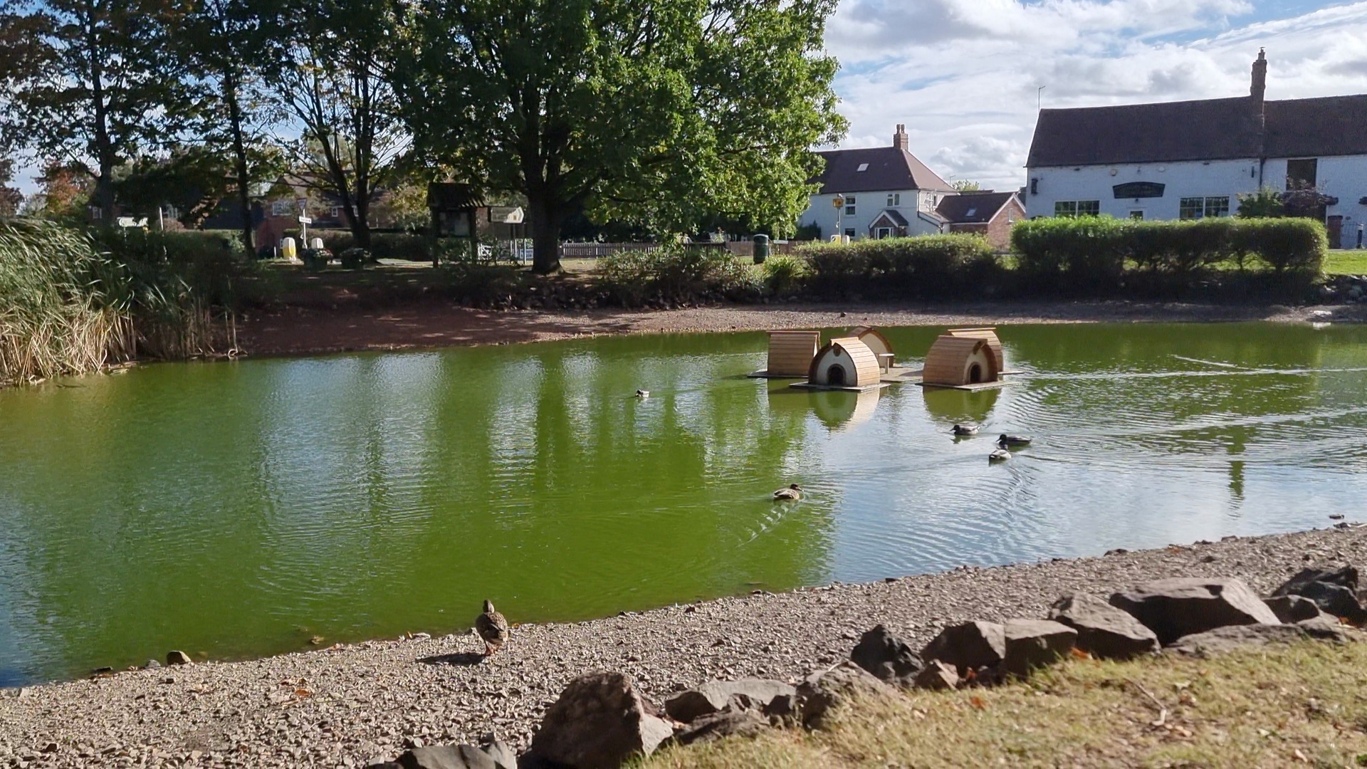 Full image of A slightly dried-up duck pond with ducks and cute like pontoon duck houses.