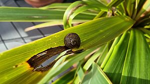 Close-up of a snail on a leaf.
